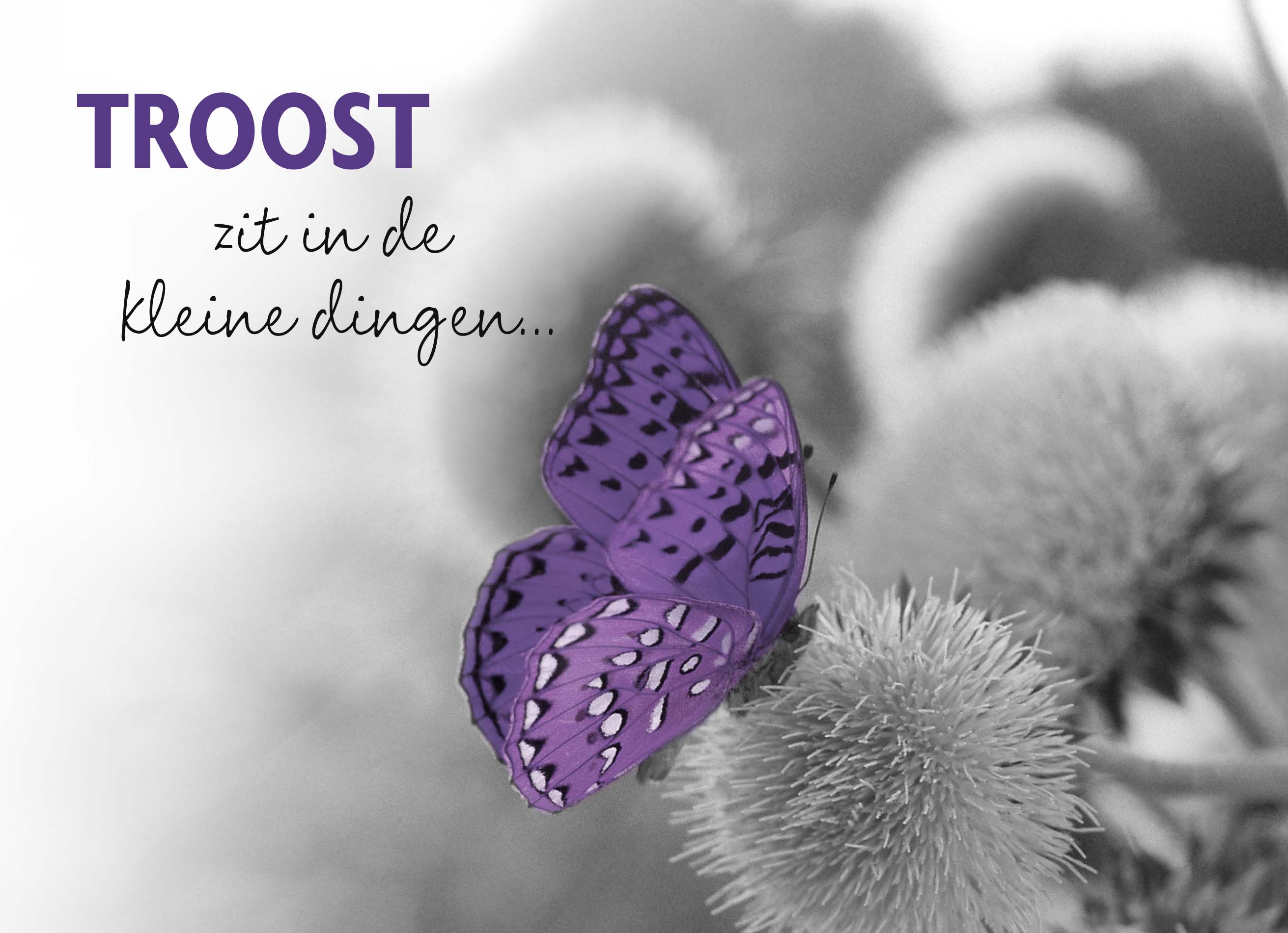 Hallmark Kaart | Condoleance | Troost zit in kleine dingen 1
