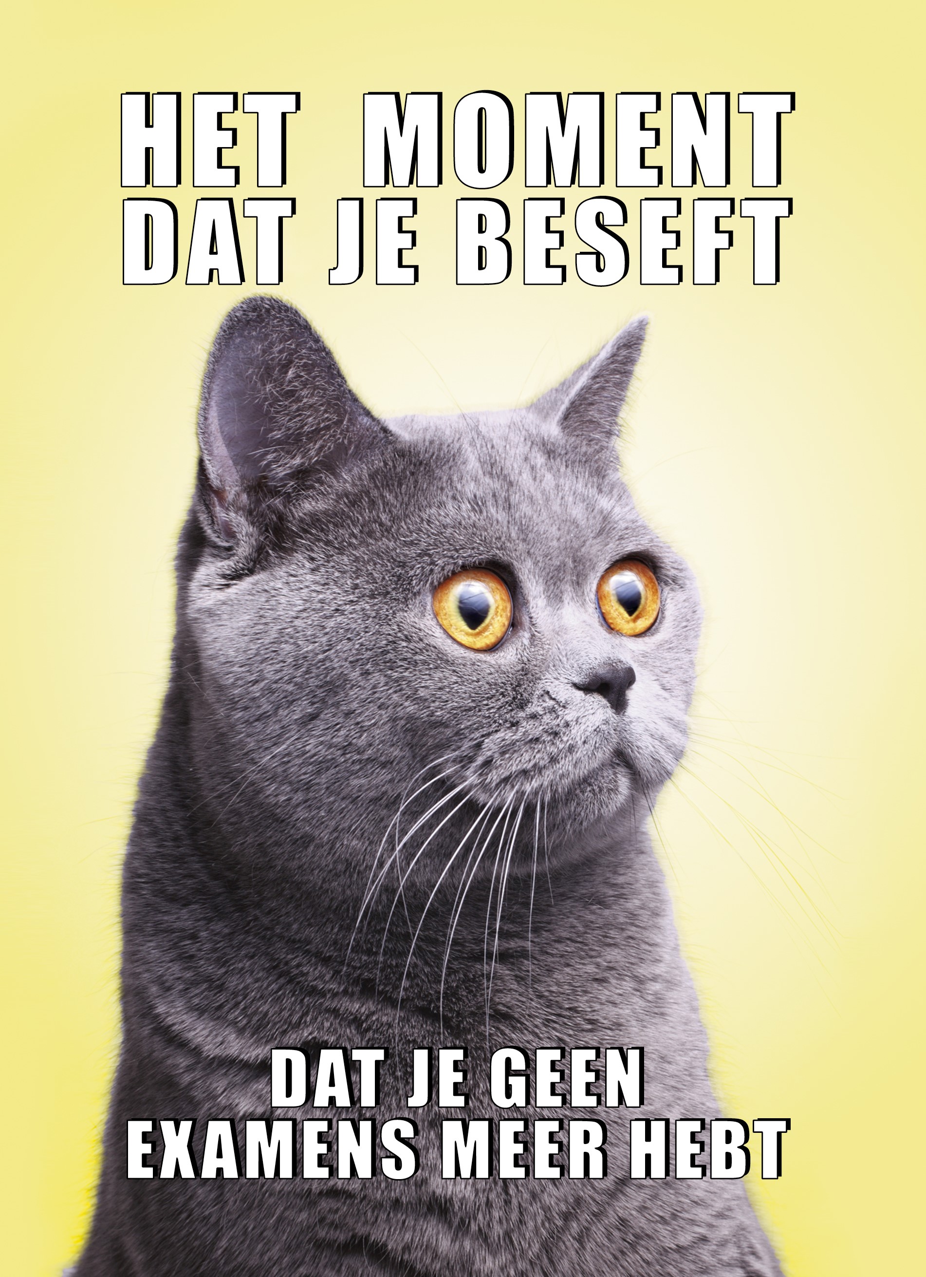 Hallmark Kaart | Diploma | Geslaagd kaart Kat grappig