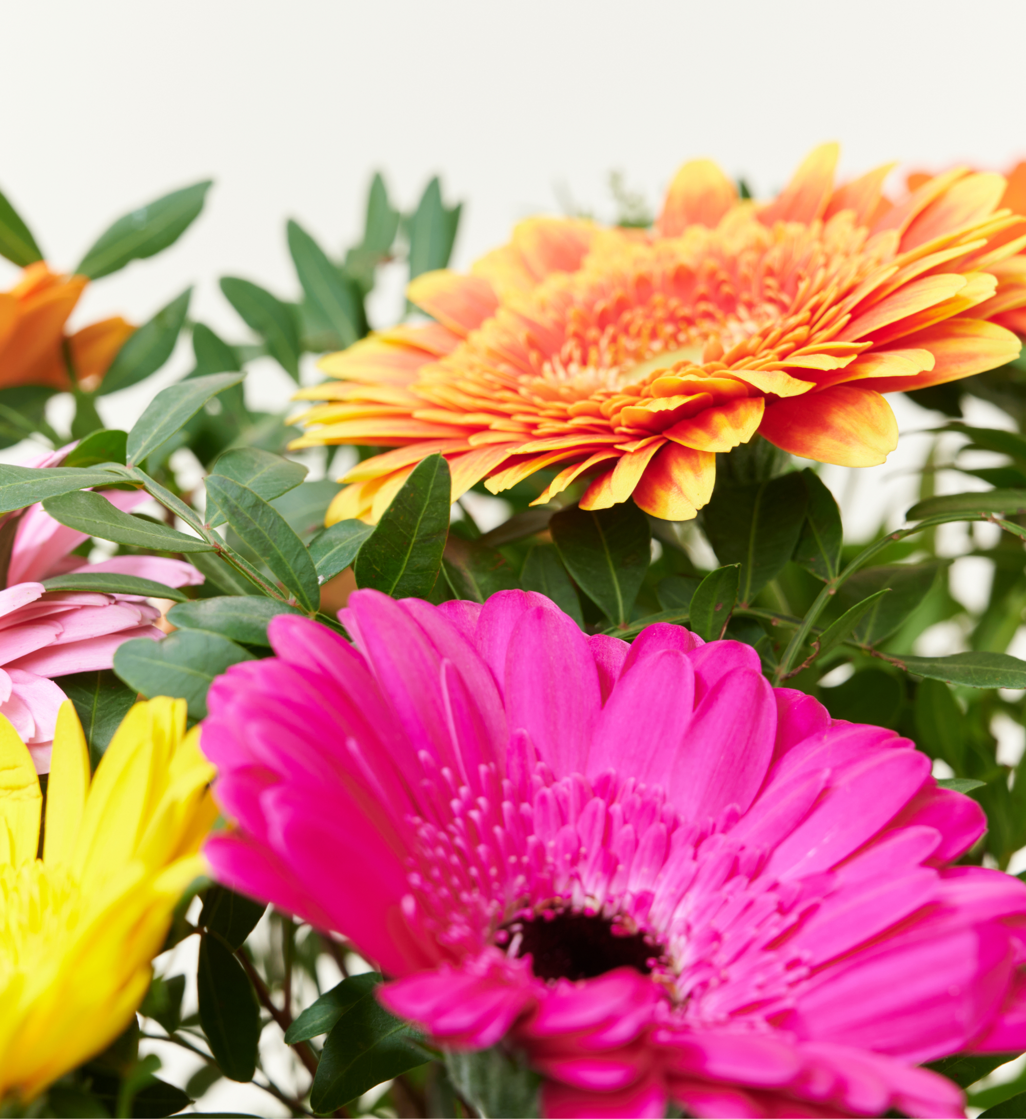 Bloemen bezorgen 🌸 | Een fleurig | Hallmark